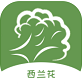 西蘭花